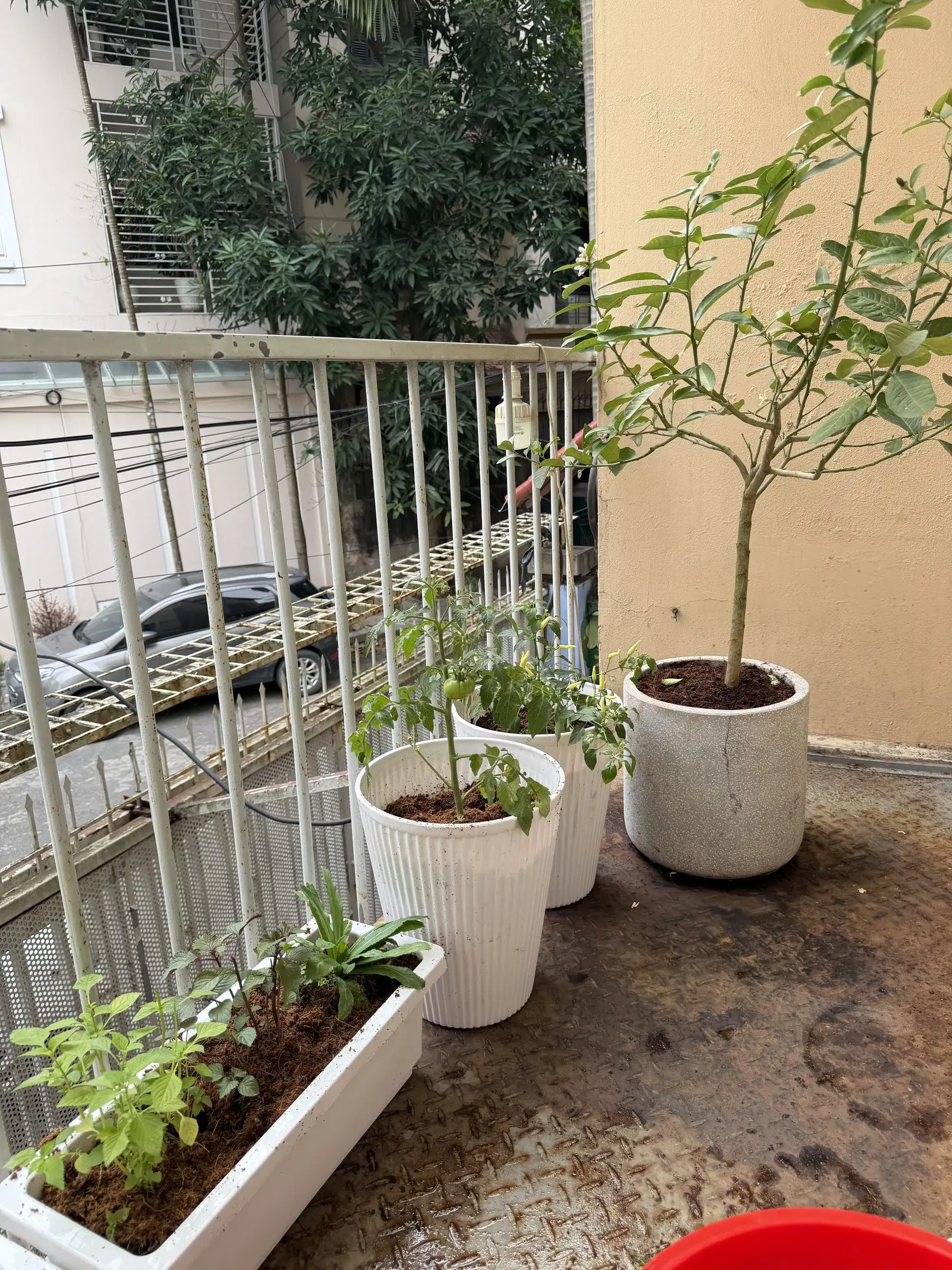 A balcony garden with potted plants and a planter box filled with coir