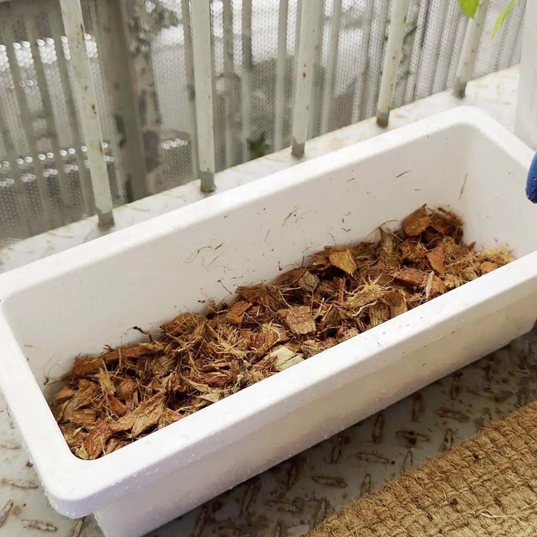 Chunky coconut chips spread in a white planter