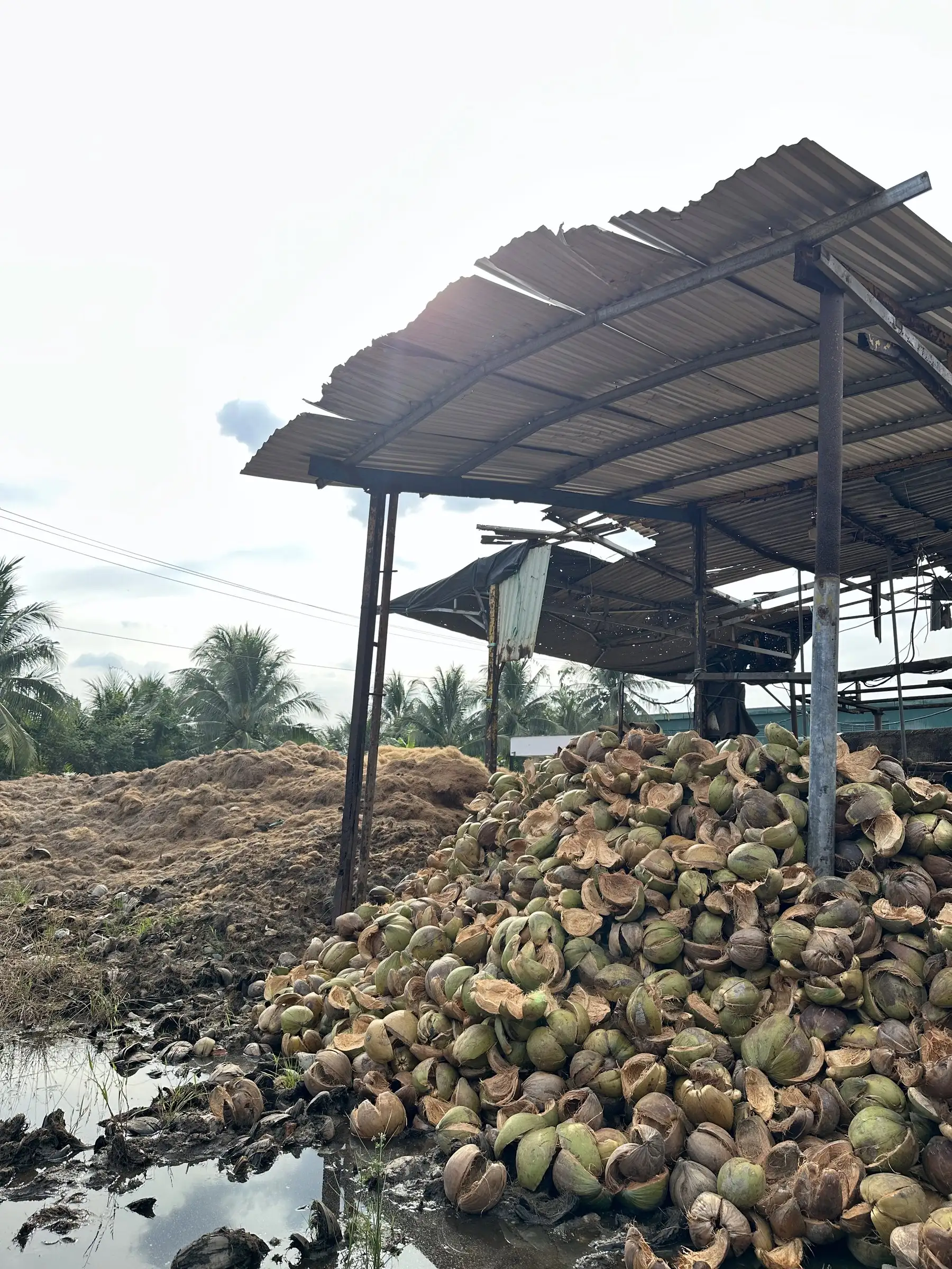 A large pile of raw coconut husks under a tin-roofed shelter at the workshop, with coconut palms behind