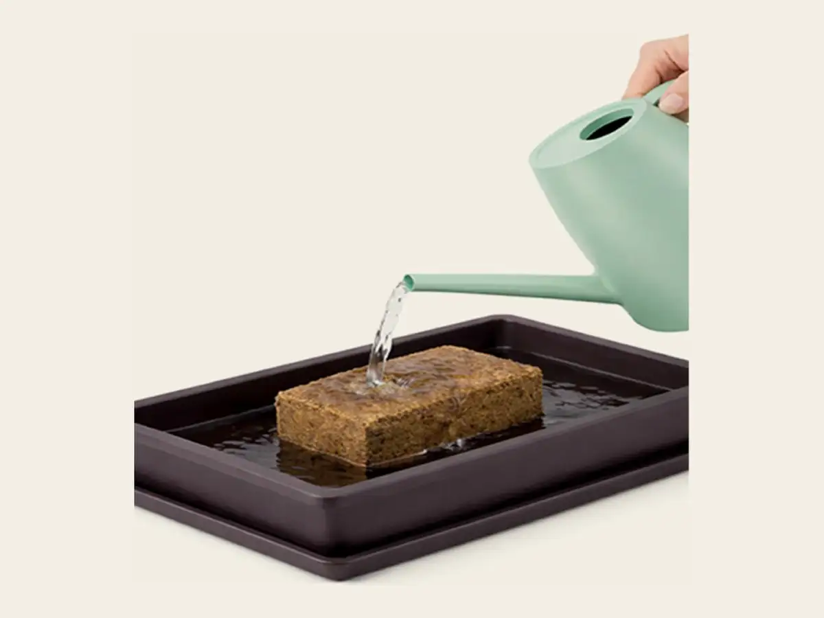 Water being poured from a watering can onto a compressed coir brick in a dark tray