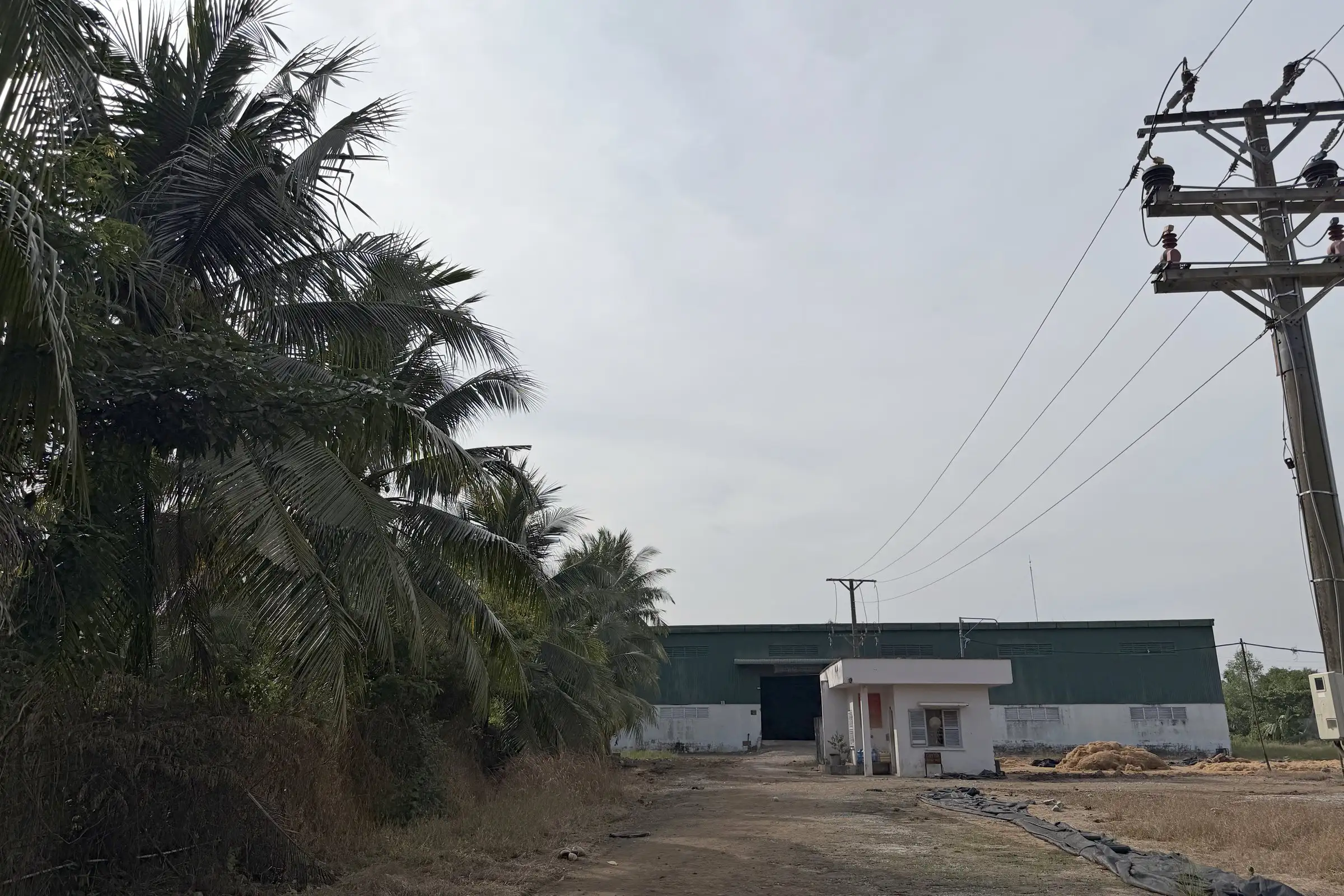 A road lined with coconut palms leading to the workshop building in Bến Tre