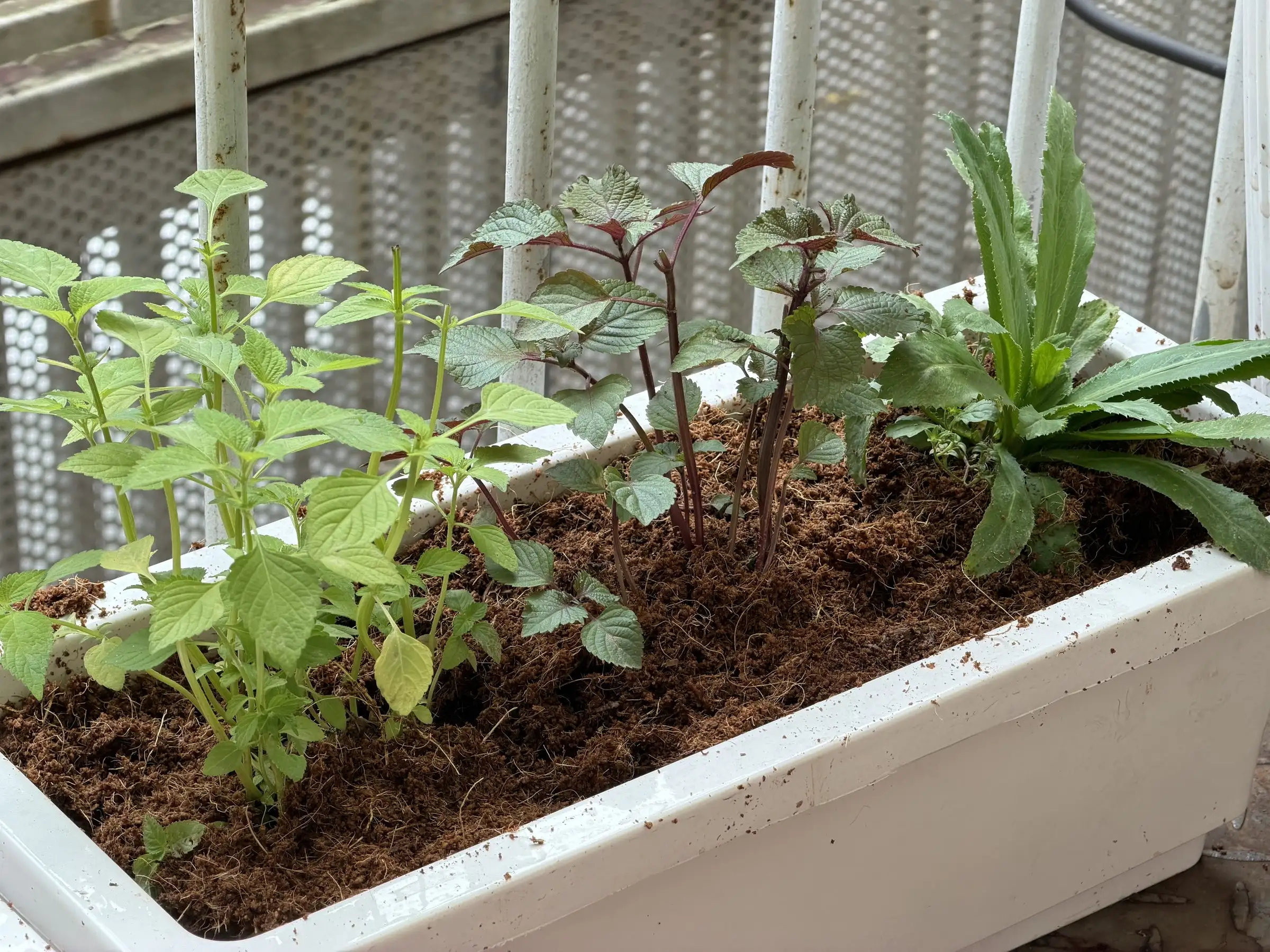 Herbs and seedlings in a balcony planter filled with dark coir