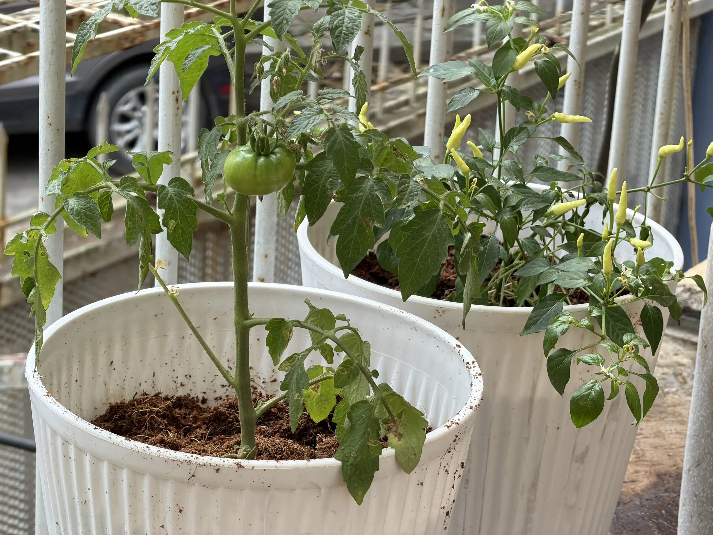 Tomato and chilli plants growing in white pots of coir