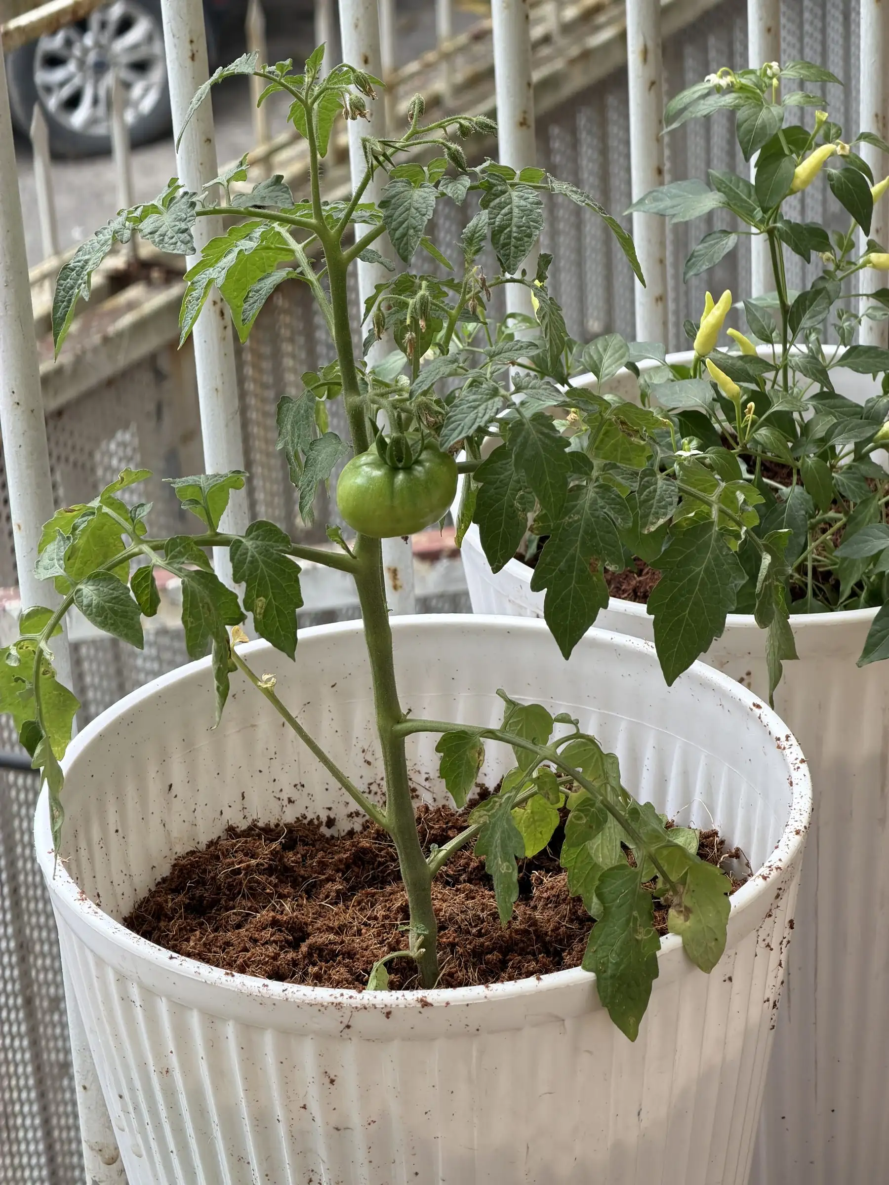 A young tomato with a green fruit in a pot of coir