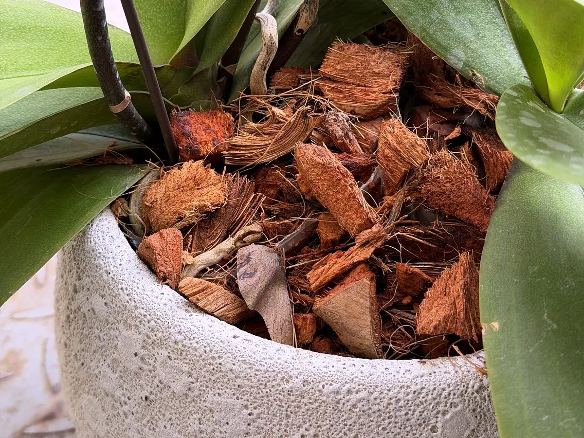 Close-up of chunky coconut chips around the base of an orchid in a stone pot