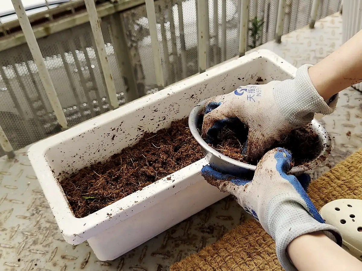 Gloved hands mixing expanded coconut coir into a white planter on a balcony