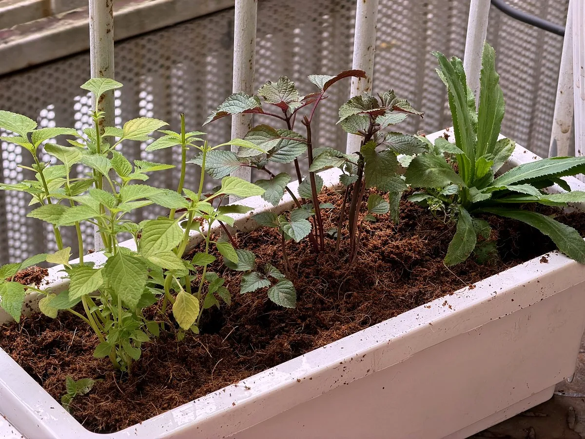 Herbs and leafy plants growing in a long white planter of coconut coir