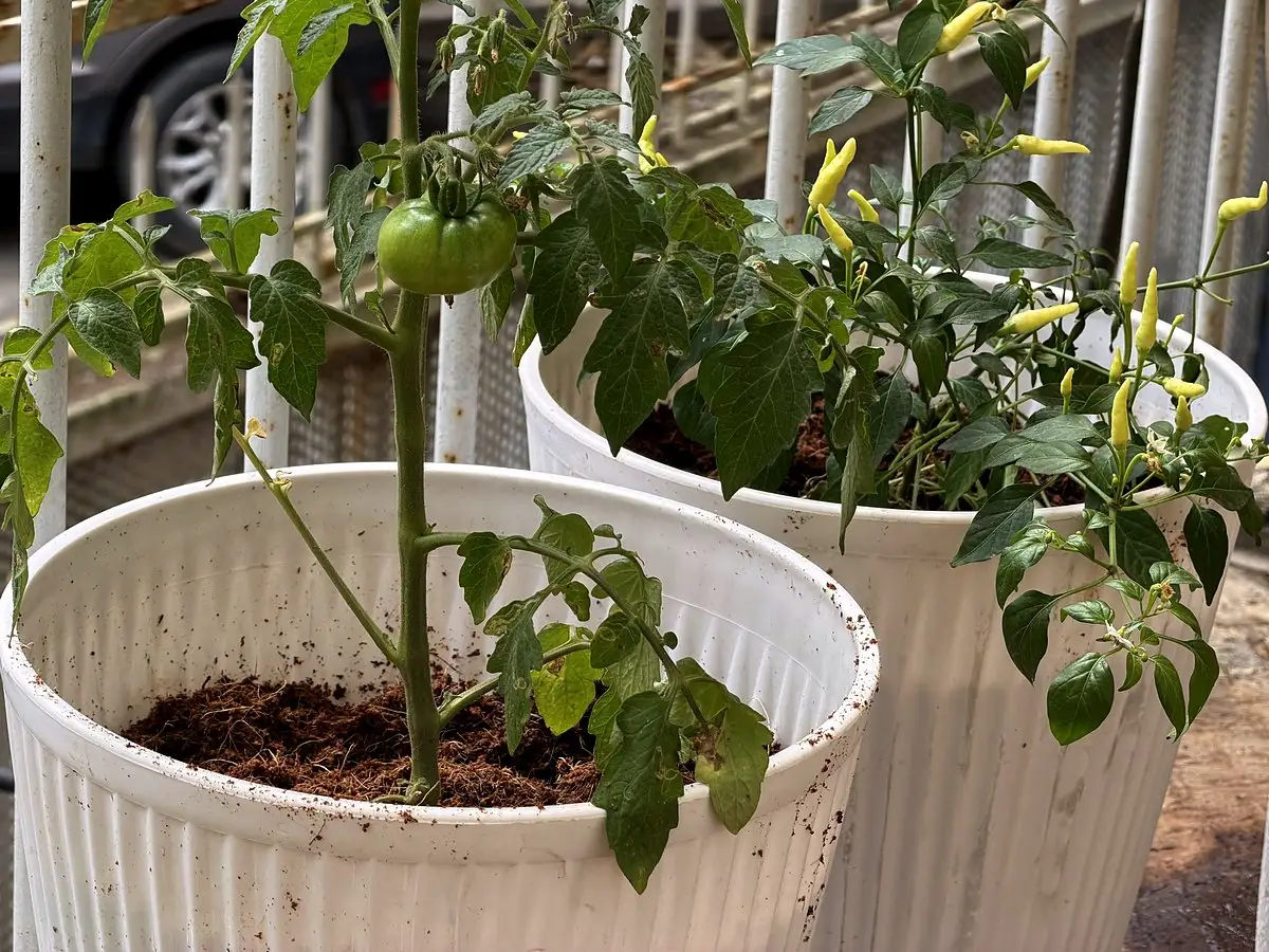 Tomato and chilli plants growing in white pots of coir